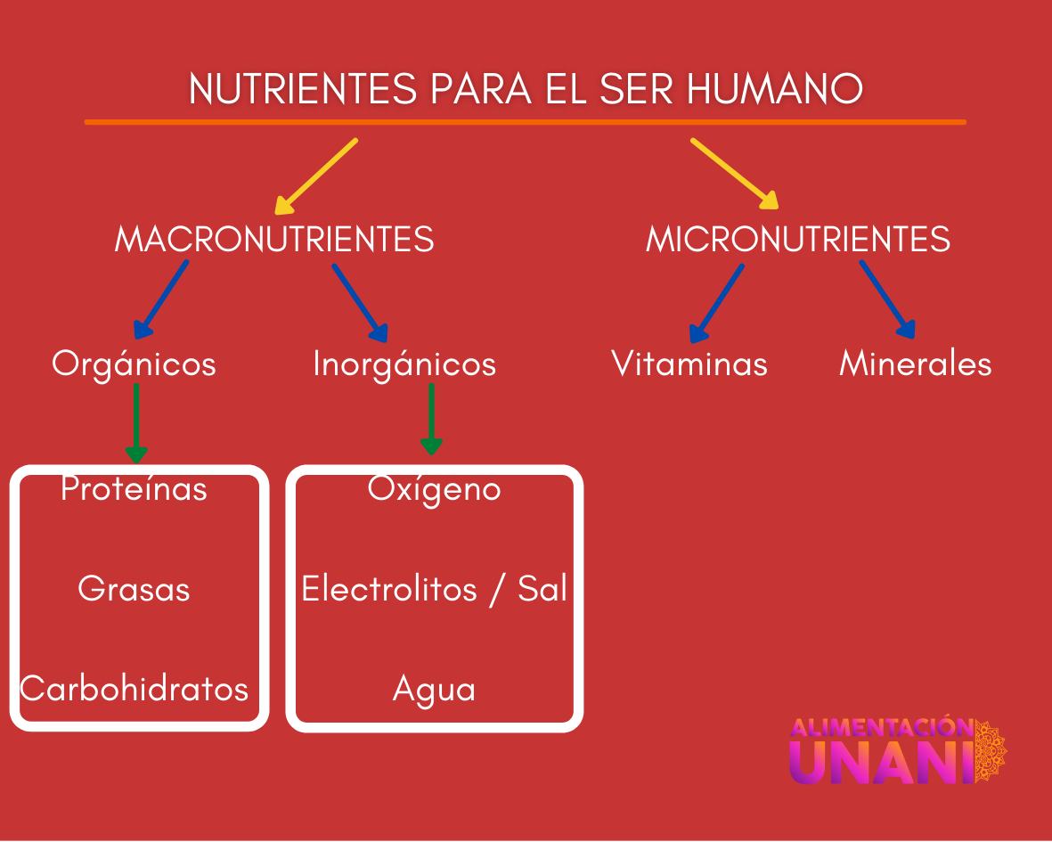 NUTRIENTES PARA EL SER HUMANO