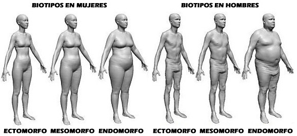 biotipos hombres y mujeres